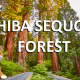 Shiba SEQUOIA Forest
