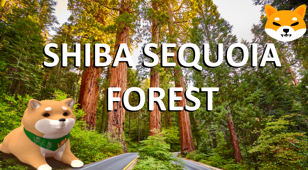 Shiba SEQUOIA Forest